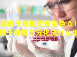 牙周膜干细胞成骨染色 🐝 （牙周膜干细胞可分化成什么细胞）
